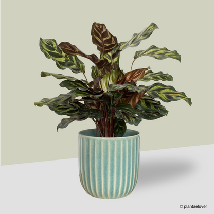 Calathea Makoyana in Teal Pot