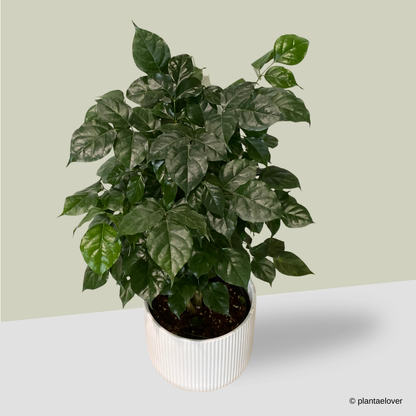 Radermachera Sinica in Cylindrica Pot