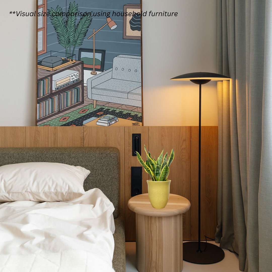 Sansevieria Superba in Elixa Pot