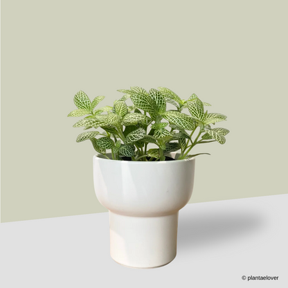 Fittonia in Dodo Pot