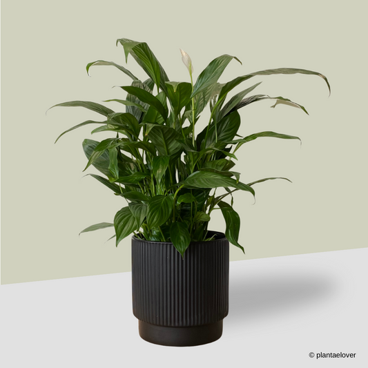 Peace Lily in Cylindrica Pot