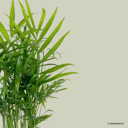 Bamboo Palm in Arch Pot
