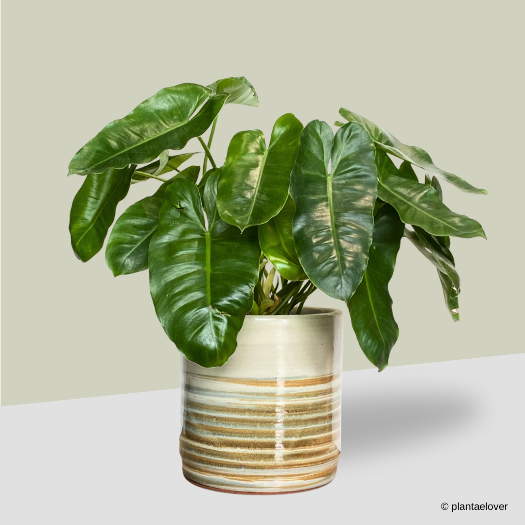 Philodendron Burle Marx in Retro Pot