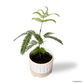 Japanese Everfresh Tree in Spatial Pot