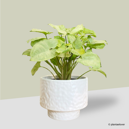 Syngonium Pixie in Moonlight Pot