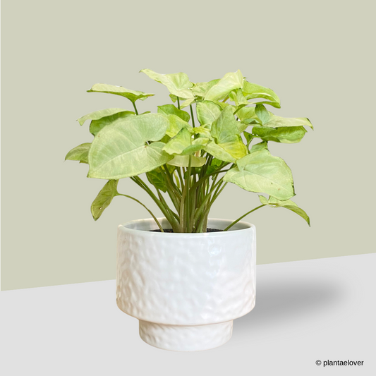 Syngonium Pixie in Moonlight Pot