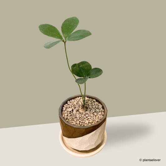 Cardboard Palm in Comb Pot