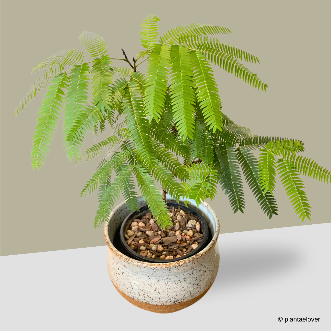 Japanese Everfresh Tree in Brownstone Pot