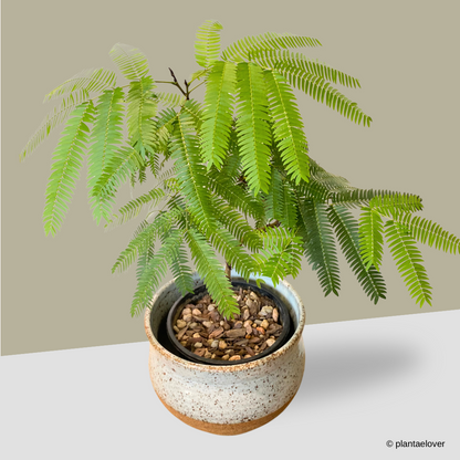 Japanese Everfresh Tree in Brownstone Pot