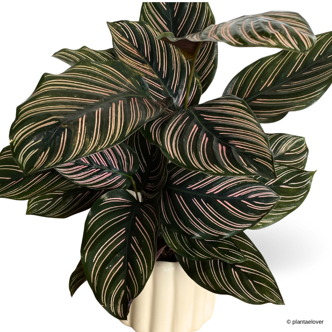 Calathea Sanderiana in Eclairs Pot