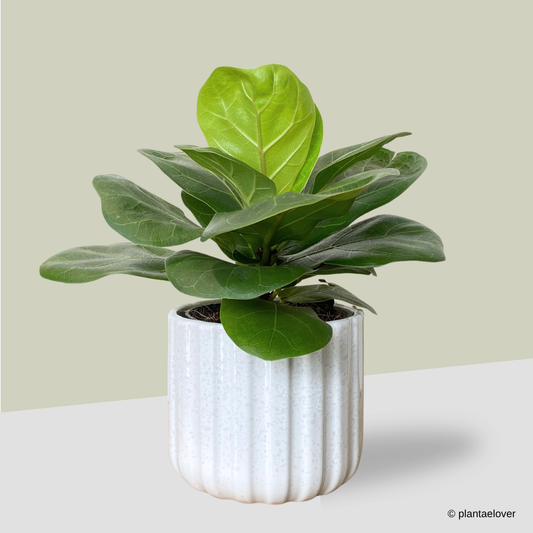 Ficus Lyrata in Ridge Pot
