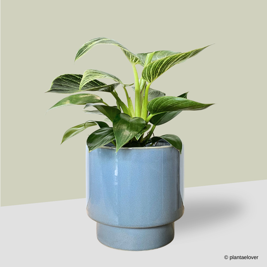 Philodendron Birkin in Carolina Pot