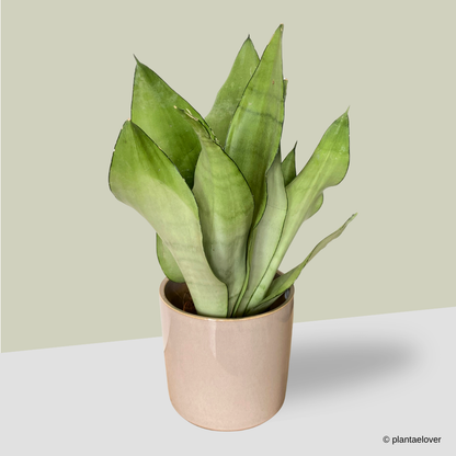 Sansevieria Trifasciata Moonshine in Rosewood Pot
