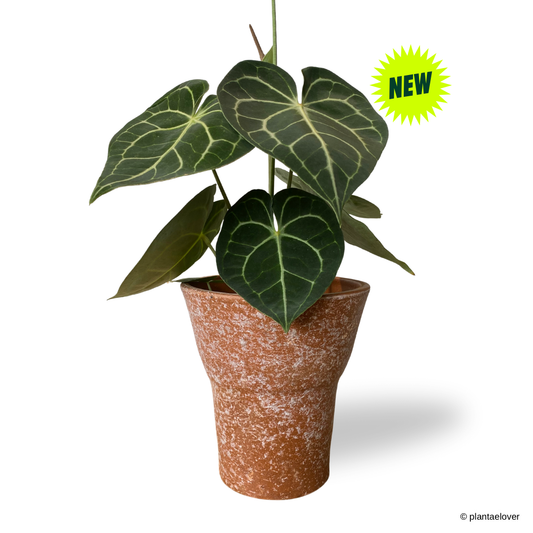 Anthurium Clarinervium in Sahara Pot