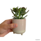 Crassula Ovata in Crepe Pot