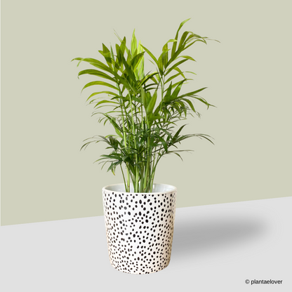 Bamboo Palm in Polka Pot