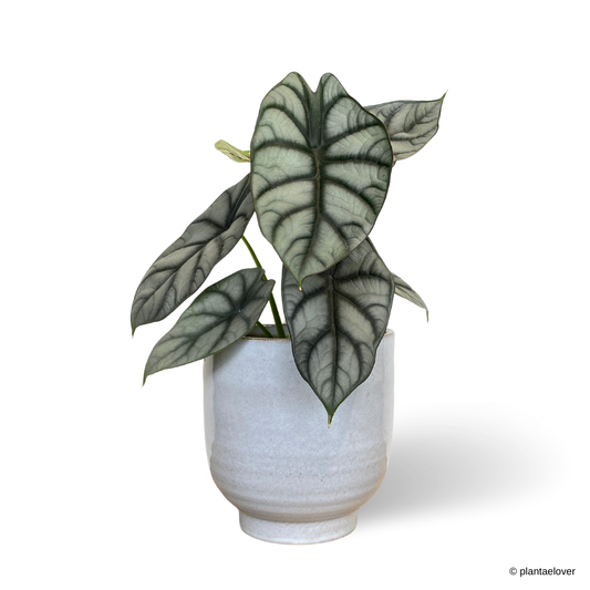 Alocasia Silver Dragon in Columbia Pot