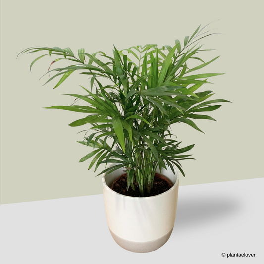 Bamboo Palm in Glacier Pot
