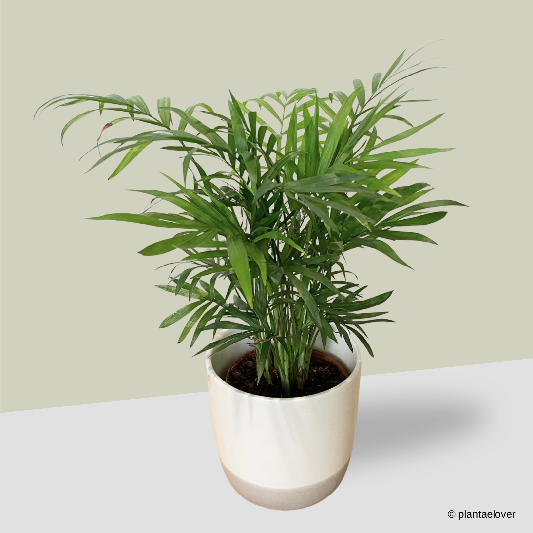 Bamboo Palm in Glacier Pot
