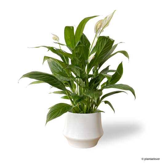 Peace Lily in Lantern Pot