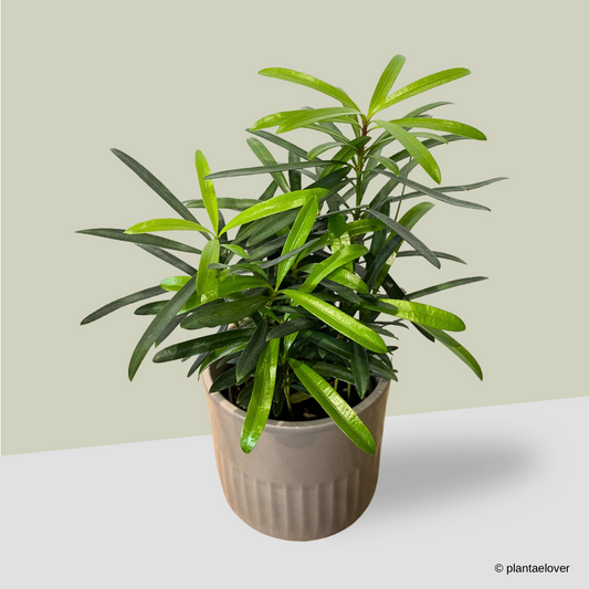 Podocarpus in Griege Pot