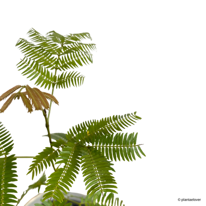 Japanese Everfresh Tree in Bisque Pot