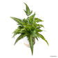 East Indian Holly Fern in Nova Pot