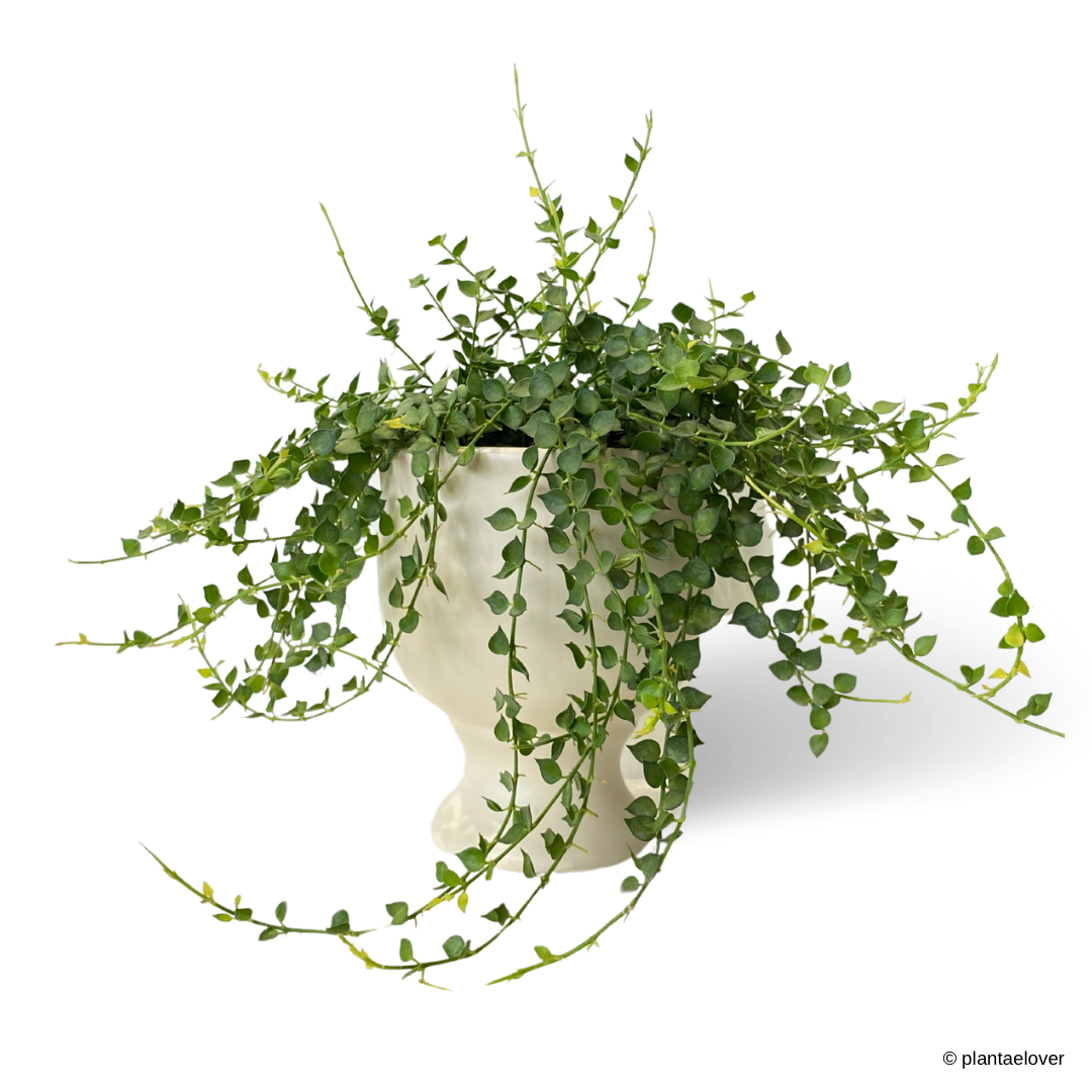 Dischidia Ruscifolia in Cannoli Pot