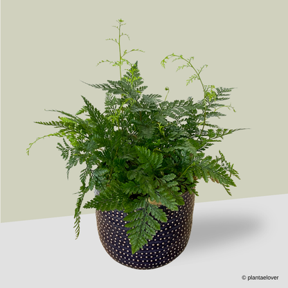 Rabbit Foot Fern in Admiral Pot