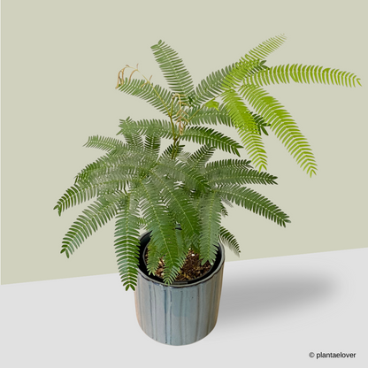 Japanese Everfresh Tree in Capri Pot