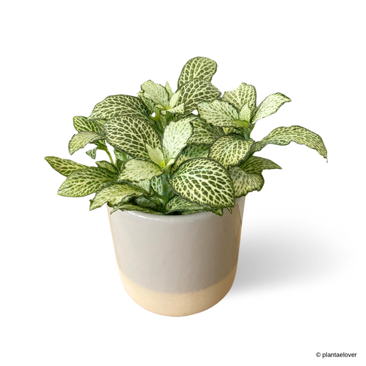 Fittonia in Cloudy Pot