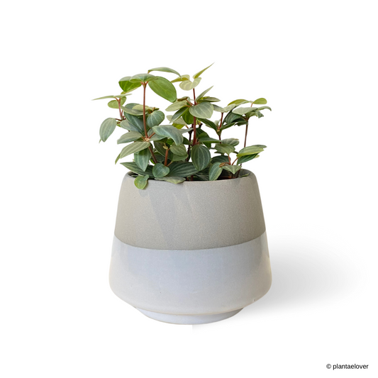 Peperomia Tetragona in Rhino Pot