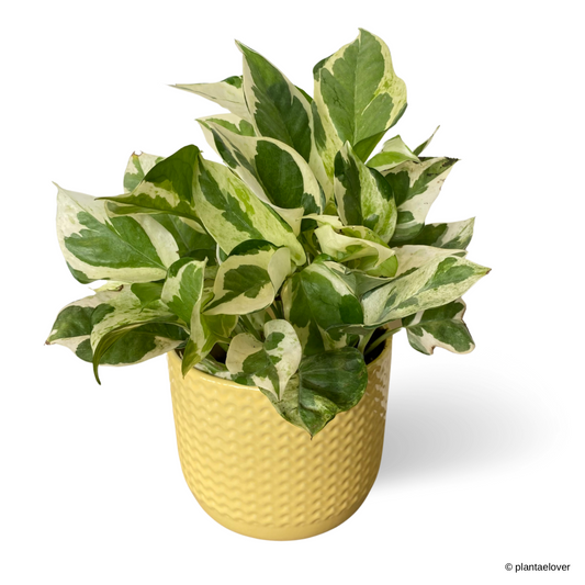 Njoy Pothos in Buttermilk Pot