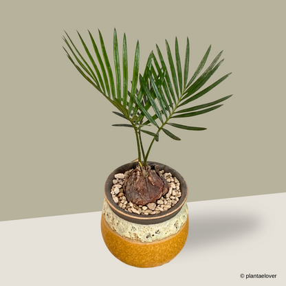 Sago Palm in Savana Pot