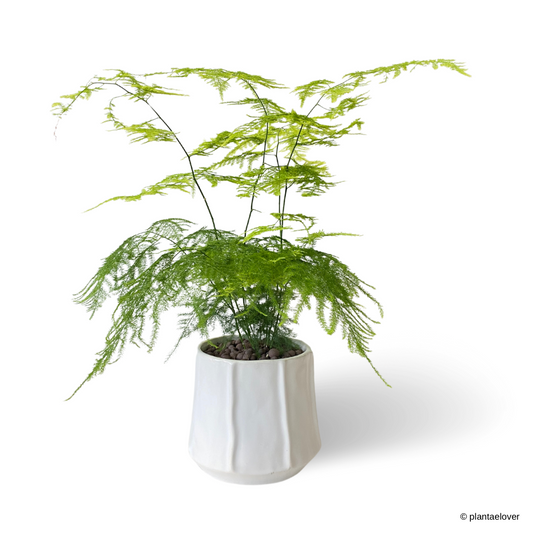 Aspragus Fern in Donny Pot