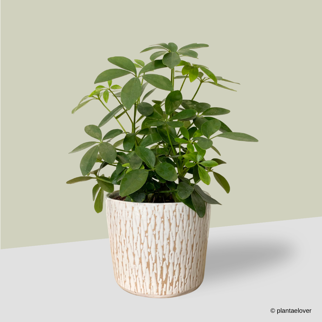 Schefflera Arboricola in Harlequin Pot
