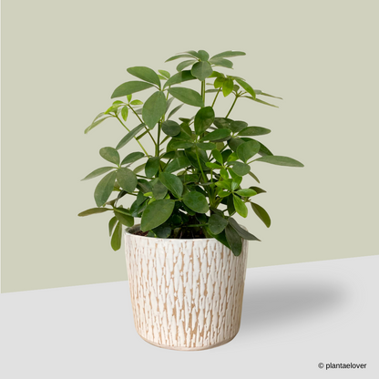 Schefflera Arboricola in Harlequin Pot