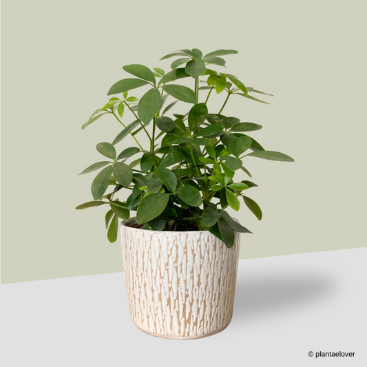 Schefflera Arboricola in Harlequin Pot