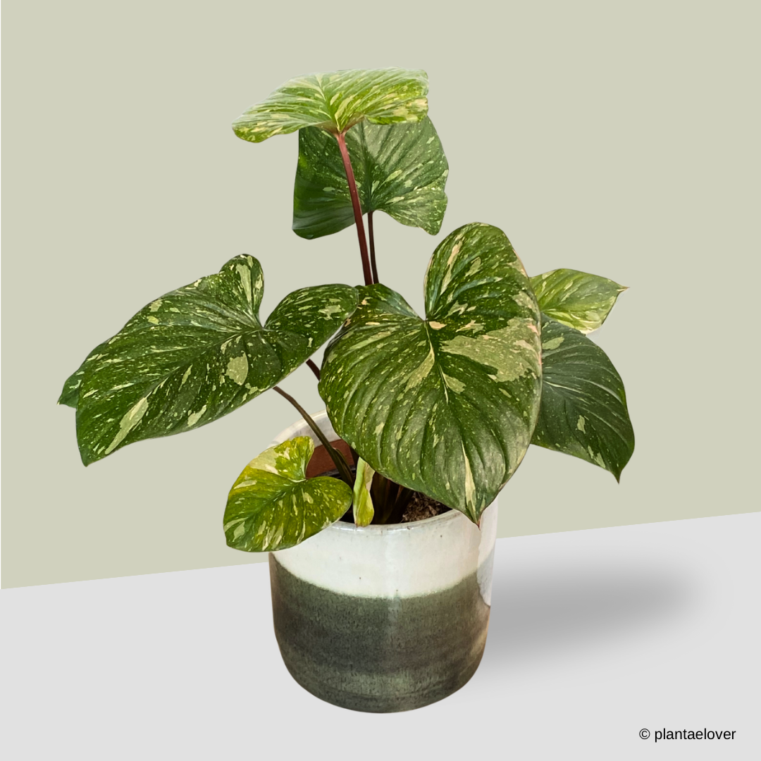 Homalomena Rubescens Variegated
 in Green Forest Pot