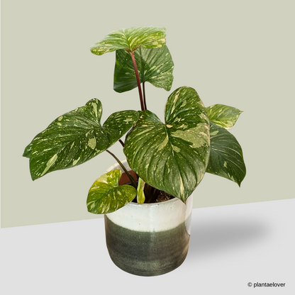 Homalomena Rubescens Variegated
 in Green Forest Pot
