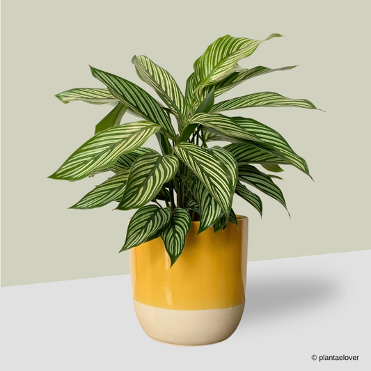 Calathea Vitata in Sunny Pot