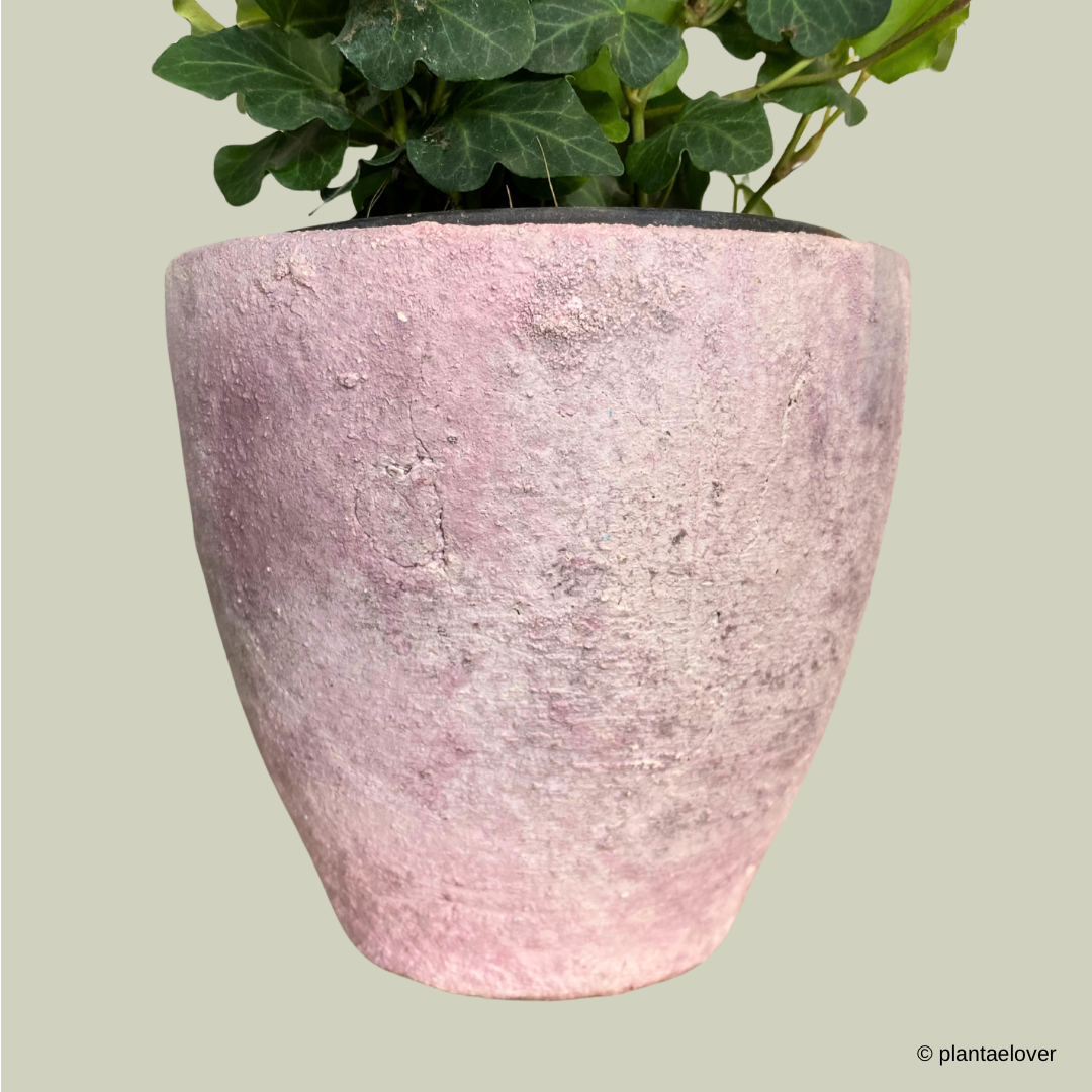 English Ivy in Stone Pot