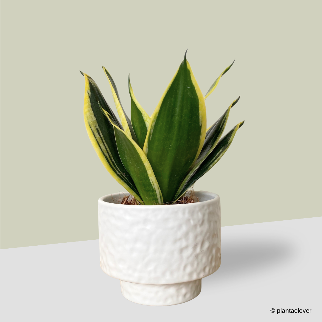 Sansevieria Hahnii in Moonlight Pot