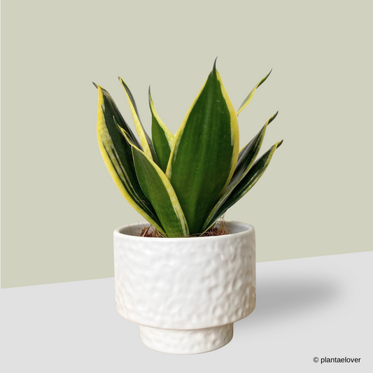 Sansevieria Hahnii Jade in Moonlight Pot