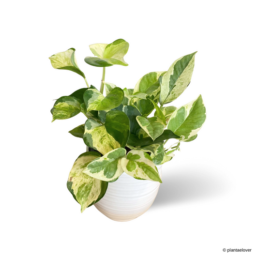 Njoy Pothos in Ivory Pot