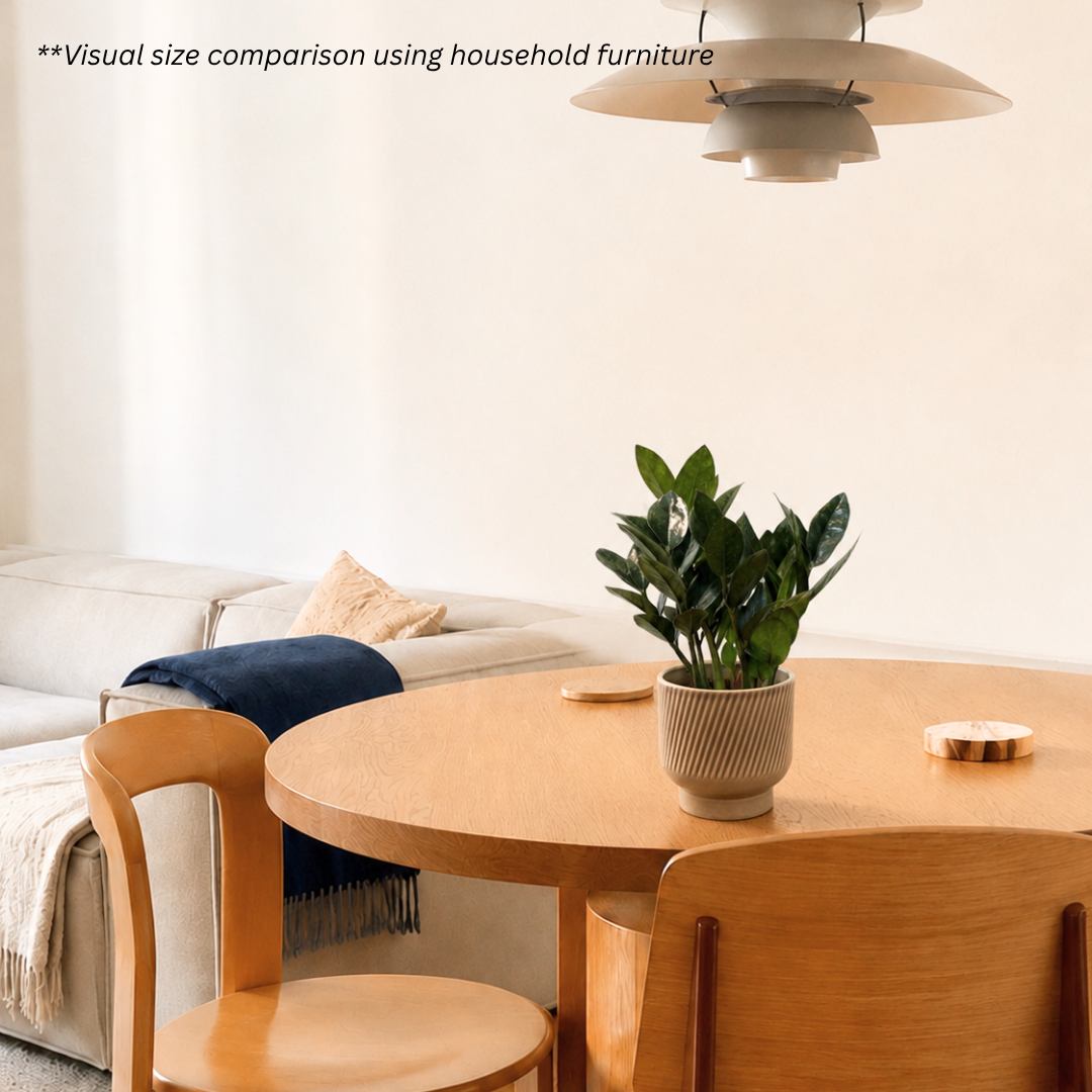 ZZ Black Raven in Toffee Pot