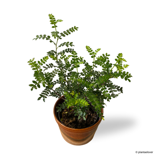 Pistacia Weinmannifolia in Sienna Pot