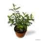 Pistacia Weinmannifolia in Sienna Pot