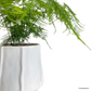 Asparagus Fern in Donny Pot