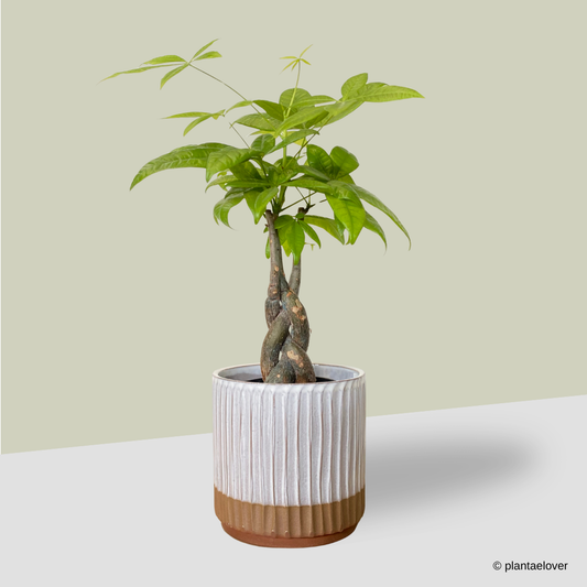Pachira Aquatica in Hoji Pot